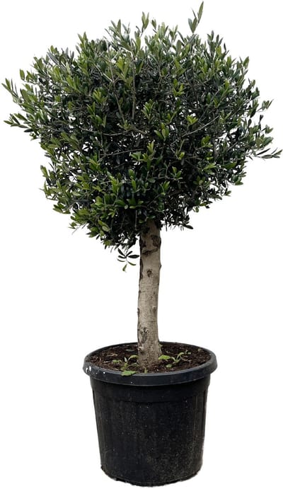 Plantenboetiek.nl | Olea Europaea Lorc - Ø50cm - 160-180cm hoog - Tuinplant