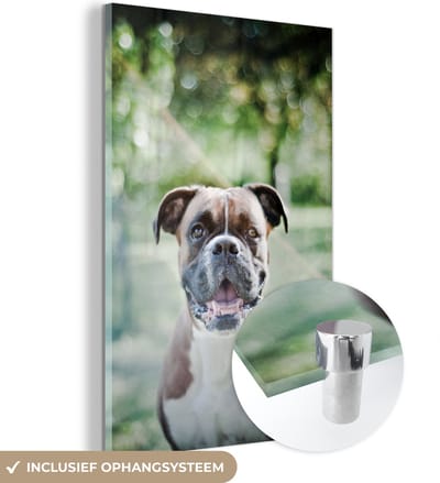 ® Glasschilderij 120x180 cm - Schilderij acrylglas - Een Boxer met prachtige zonnestralen - Foto op glas - Muurdecoratie woonkamer - Wanddecoratie slaapkamer - Schilderijen