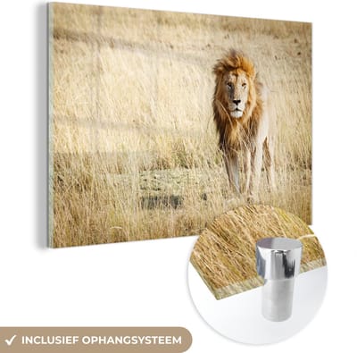 MuchoWow® Glasschilderij 60x40 cm - Schilderij acrylglas - Leeuwen - Afrika - Gras - Foto op glas - Schilderijen