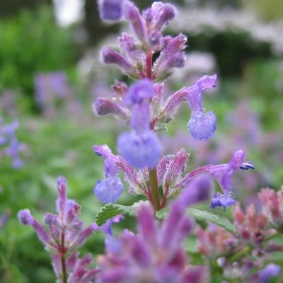 6 x Nepeta Mussinii - Kattekruid pot 9x9cm