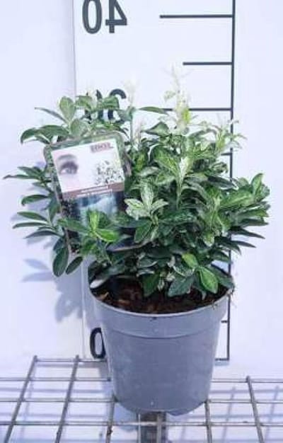 Kardemijnstruik Pierrolino - Japanse Kardemijn - Tuin Decoratie - Witgroen Gevlekt Blad - 20-25 cm pot - Groen