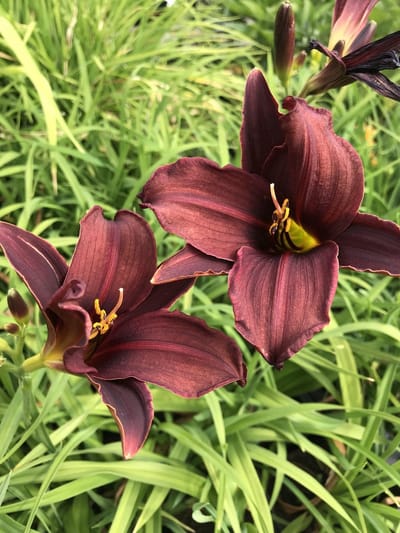 6 x Hemerocallis 'American Revolution' - Daglelie - P9 Pot (9 x 9cm) - Dima Vaste Planten