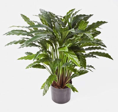 Kunstplant Calathea - Decoratieve plant - Woonkamer aankleden - Vlambestendig - 85 cm - Groen