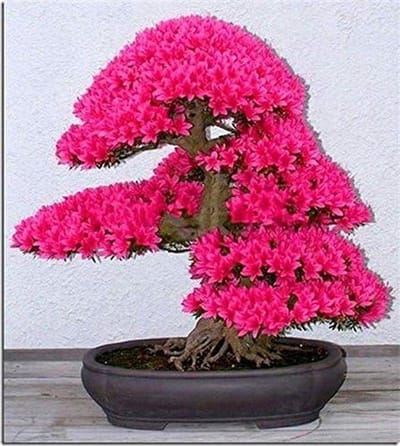 Sakura Zaden - Bloesem Zaden - Tuinieren Thuis - Makkelijk Te Kweken - 10 Zaden - Roze