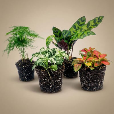 Terrarium planten - Lancifolia - 4 planten - Baby en mini plantjes voor in je ecosysteem of terrarium - urbanjngl