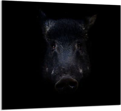 TMK ArtDeko Serie - Glazen Keukenpaneel - 65x60cm - Wild Motief - Veelkleurig