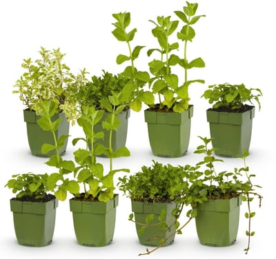 Green boutiQ - Vasteplant - Borderpakket - Theekruiden - Diversen - Soorten en kleuren - 6 Planten - Pot 11cm - Hoogte 15-25cm