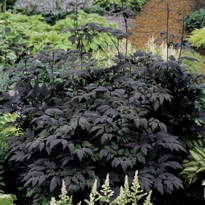 6x Actaea simplex 'Hillside Black Beauty' Pot 9x9cm - Prachtige plant voor in de tuin