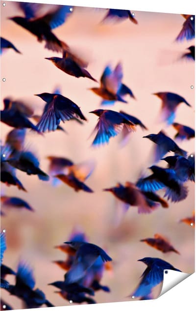 Gards Tuinposter Groep Vliegende Blauwe Spreeuw Vogels - 120x160 cm - Tuindoek - Tuindecoratie - Wanddecoratie buiten - Tuinschilderij