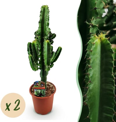 Green boutiQ - Kamerplant - Euphorbia eritrea - Afrikaanse melkboom - Cactus voor binnen - 2 planten - Pot 17cm - Hoogte 60cm