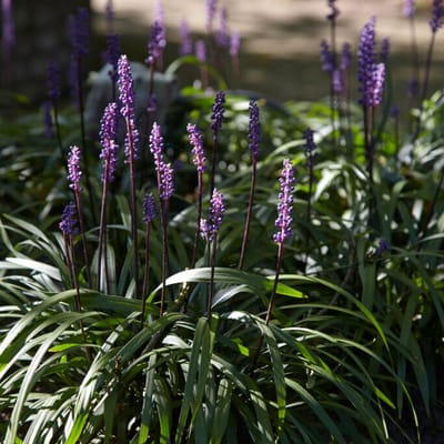 Leliegras (Liriope Muscari) - Moneymaker - Vaste planten - Groenblijvend - Bodembedekkers - Zomerbollen - Grassen/kruiden