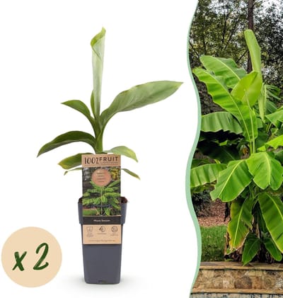 Green boutiQ - Fruitplant - Musa Basjoo - Bananenboom - Winterhard - Groen - 2 Planten - Pot 15cm - Hoogte 50cm