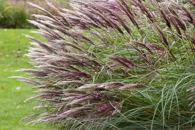 Miscanthus s. Red Chief - Set van 12 - Prachtriet - Pot P9