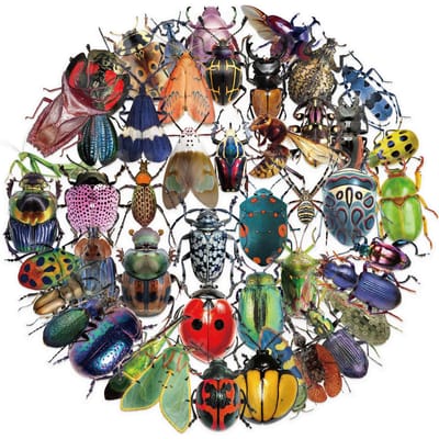 50 pièces Autocollants Insectes Couleurs Vibrantes pour Ordinateur Portable Bouteille d'Eau, Moto, Accessoires de Voiture, Autocollants Bouteille d'Eau