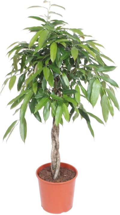kamerplant gevlochten stam (Ficus Amstel King), 140 cm hoog, potdiameter 30 cm