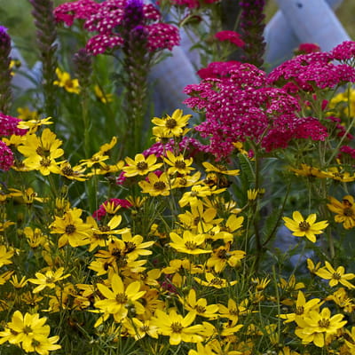 Bloomique - Set van 3 - Achillea Millefolium ‘Cerise Queen’ - Duizendblad - Rijkbloeiend - Winterhard - Vaste plant - Bodembedekker - 10-20 cm hoog - Pot 9 cm