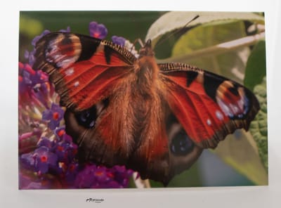 Vlinder wenskaart zonder tekst – Natuurfotografie op bloem | Kleintje Fotografie