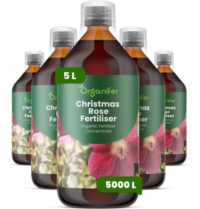 Vloeibare Meststof Voor Kerstroos 5X1 L Voor 5000 L - Npk 3-4-3 - Krachtige Groei - Knopontwikkeling - Sterke Wortels - Stevige Bloemen - Goed Gevormde Bloemen - Bladgezondheid - Rijke Bloei - Jaarrond Sierwaarde - Organifer