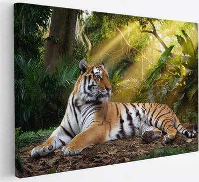 Saammp Canvas Schilderij - Tijger in de zon - Natuur - Dieren - 30x20 - Foto op canvas - Wanddecoratie - muurdecoratie Woonkamer - Slaapkamer decoratie - Canvas Print