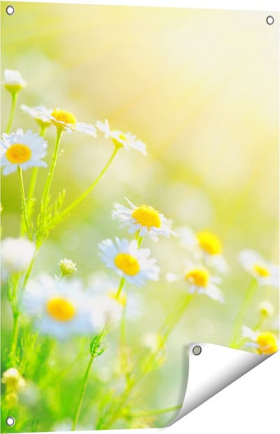 Gards Tuinposter Witte Kamille Bloemen met Zonneschijn - 60x80 cm - Tuindoek - Tuindecoratie - Wanddecoratie buiten - Tuinschilderij