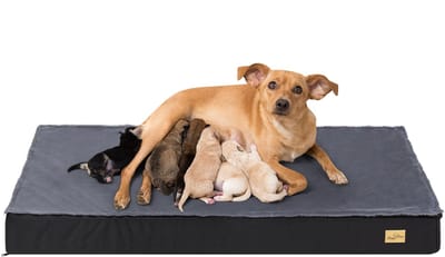 BingoPaw Orthopedisch Hondenmatras - Hondenbed - Kussen - Slaapplaats voor Grote, Middelgrote en Kleine Honden - XXL Hondenkooi - 120x75x10 cm