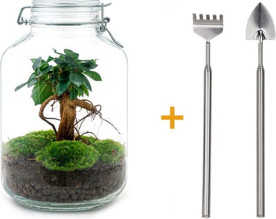 Ecosysteem plant - Jar Ficus Ginseng bonsai - ↑ 28 cm - Planten terrarium - Mini ecosysteem - Flessentuin + Hark + Schep