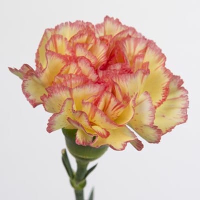 20x Dian.st.lorca 60cm