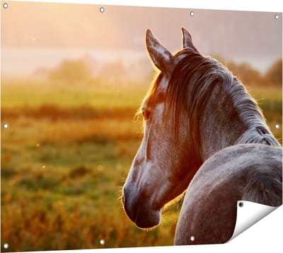 Gards Tuinposter Paard in de Weide tijdens Zonsondergang - 120x90 cm - Tuindoek - Tuindecoratie - Wanddecoratie buiten - Tuinschilderij