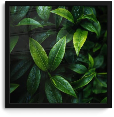 Poster in lijst - Fotolijst 40x40 cm - Posters - Bladeren - Regendruppels - Licht - Groen - Posterlijst zwart - Decoratie - Wanddecoratie woonkamer - Muurdecoratie slaapkamer