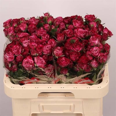 10x Rosa purple queen 60cm