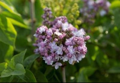 Syringa vulg. 'And. An Ludwig Späth' - Gewone Sering,Vaak Ook Verkeerdelijk Jasmijn Genoemd 60- 70 cm in pot