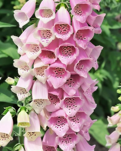 Bloemenzaden Tweejarig Vingerhoedskruid Apricot Beauty Digitalis Purpurea
