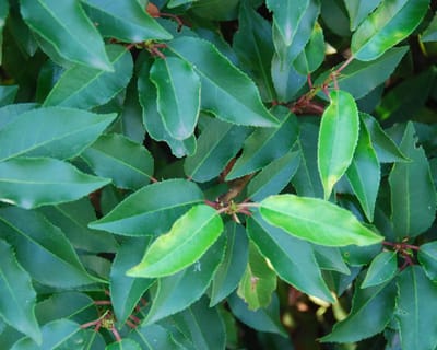 Set van 10 | Portugese Laurier Pot 80-100 cm - Vruchtdragend - Wintergroen - Bloeiende plant - Compacte groei - Insectenlokkend - Populair bij vogels