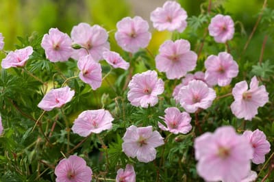 Geranium s. Striatum - Set van 12 - Ooievaarsbek - Pot P9 - Roze Bloem