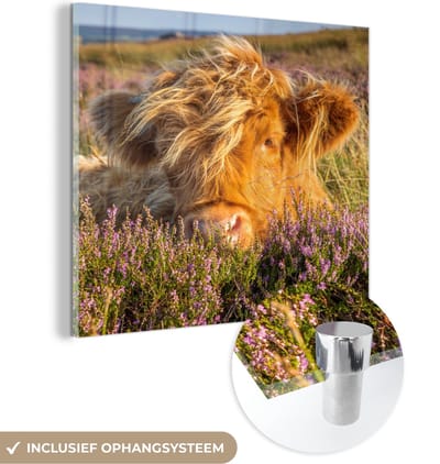 MuchoWow® Glasschilderij 50x50 cm - Schilderij acrylglas - Schotse Hooglander - Heide - Gras - Dieren - Foto op glas - Schilderijen