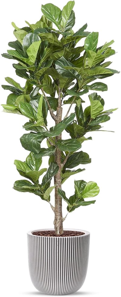 Kunstplant Ficus Lyrata in planter ball Groove ivoor H210 cm