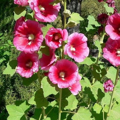6 x Alcea Rosea 'Rubra' - Stokroos Pot 9x9 cm - Dieprode Bloemen