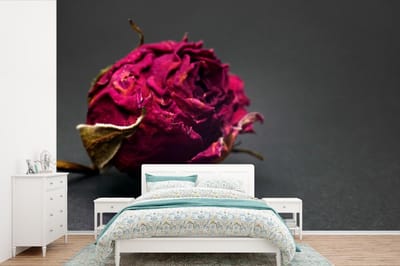 Behang - Fotobehang Rozen - Schaduw - Rood - Breedte 360 cm x hoogte 240 cm