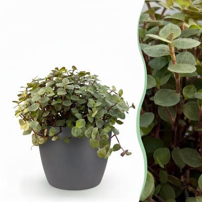 Plantenboetiek.nl | Calissia repens - Kattengras - Huisdiervriendelijk - Groen - met Potter Grijs - Ø12cm - 17-20cm hoog - Kamerplant - Arrangement - Plant met pot
