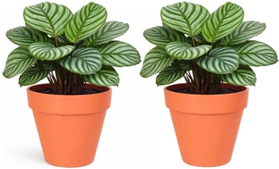 Mega Collections Plantenpot / bloempot - 2x - kunststof - oranje - binnen/buiten - D34 x H33 cm