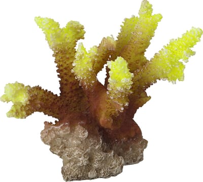 Aqua D'ella Koraal acropora geel
