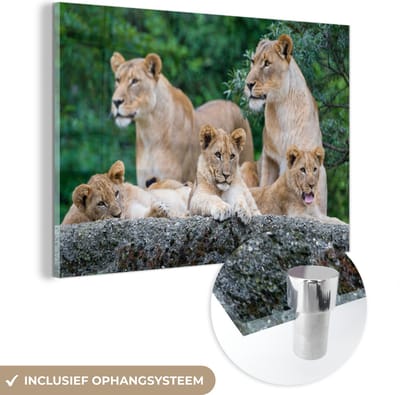 MuchoWow® Glasschilderij 120x80 cm - Schilderij acrylglas - Leeuwen - Dieren - Welpen - Foto op glas - Schilderijen