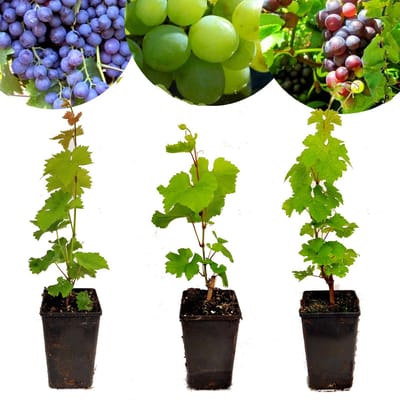 Set van 3 wijndruiven - 'Chardonnay', 'Merlot' en 'Sauvignon' - Hoogte 40cm - Vitis vinifera - Mix B