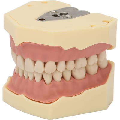 Modèle d'enseignement dentaire Gencive souple 32 dents Modèle de démonstration dentaire Modèle de dents pour clinique de laboratoire