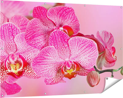 Gards Tuinposter Roze Orchidee Bloemen - 150x100 cm - Tuindoek - Tuindecoratie - Wanddecoratie buiten - Tuinschilderij