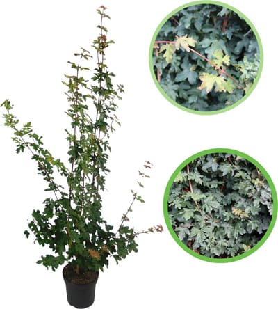 Veldesdoorn / Spaanse aak 125-150 cm (in pot) - Acer campestre - Ø26 cm - inheemse plant - prachtige herfstkleuren - snelle groeier