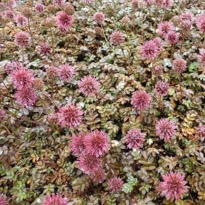 12x Acaena microphylla 'Kupferteppich' - Stekelnootje - Pot 9x9 cm