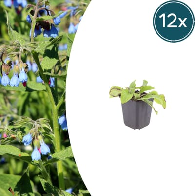 Tuinplantenshop.com | Symphytum grand. 'Wisley Blue' | 12 stuks - Ø9cm - 10-25cm hoog - Tuinplant