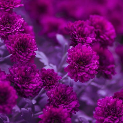 P+D Lunch servetten - Fuchia Flowers