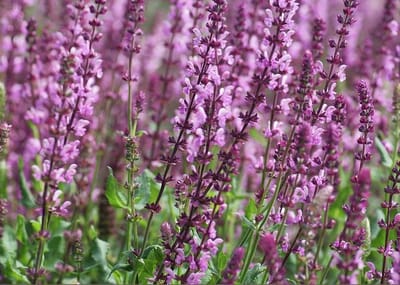 Salvia nem. Rose Queen - Set van 12 - Salie - Pot P9 - Roze Bloem
